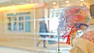 Thomas Brown: Model Brain